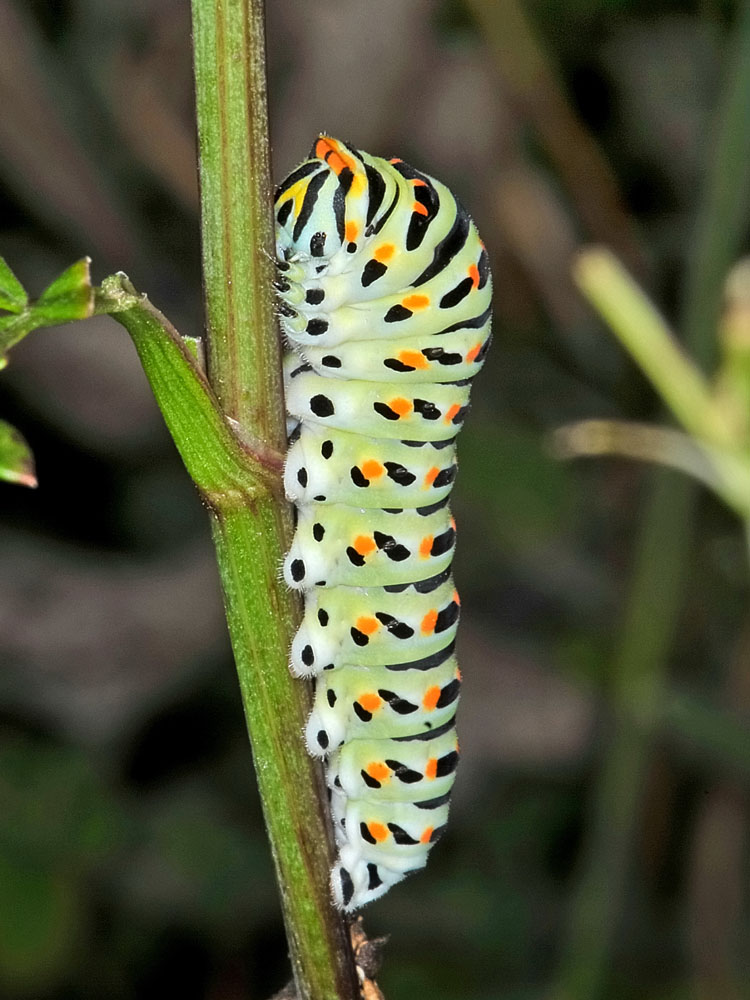 Bruco di Papilio machaon